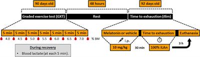 Melatonin Potentiates Exercise-Induced Increases in Skeletal Muscle PGC-1α and Optimizes Glycogen Replenishment